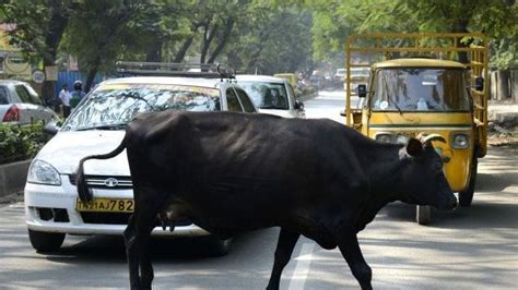 Petition · SAVE HUMAN LIFE and Give directions or order to the state to ...