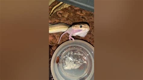 Image result for Python's Meal