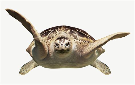 Image result for Turtle Graphics Screen Shot