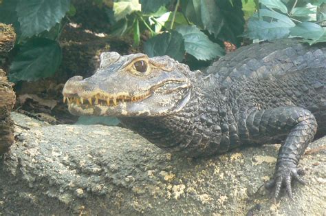 Tropical Dome - Cuvier's dwarf caiman - ZooChat