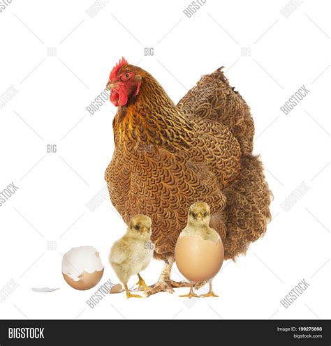 Python vs Chick 的图像结果