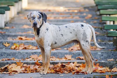 Spotted Dog Breeds: 59 Dogs With Spots (With Pictures)