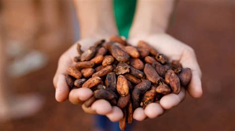 EUDR cocoa industry crisis in indirect supply chain