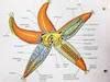 give me a labelled diagram of octopus(mollusca) & asterias ...