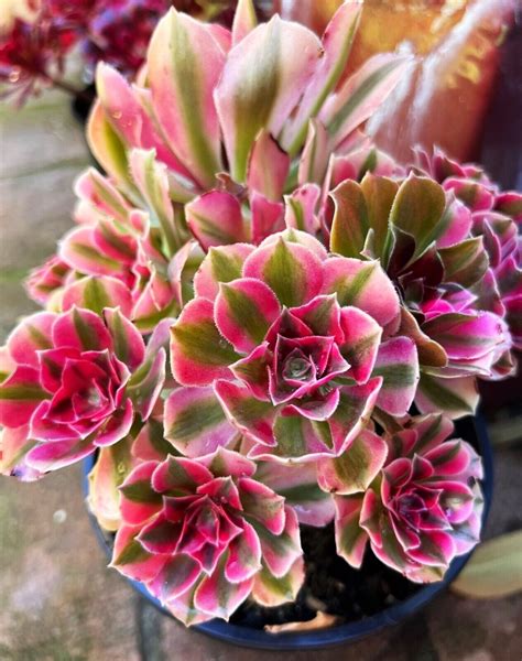 Hardy succulents the sedums and sempervivums – Artofit