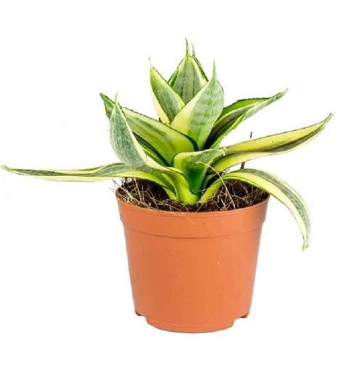 Snake Plant - Sansevieria Golden Hahnii | TheGreenyard.in