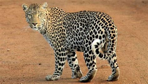 7 Wildlife Sanctuaries In Uttarakhand One Must Visit In 2026