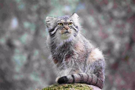 Rewilding Through a Child’s Eyes