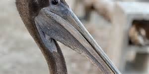 Community helps Skywatch Bird Rescue exceed $5,000 fundraising goal