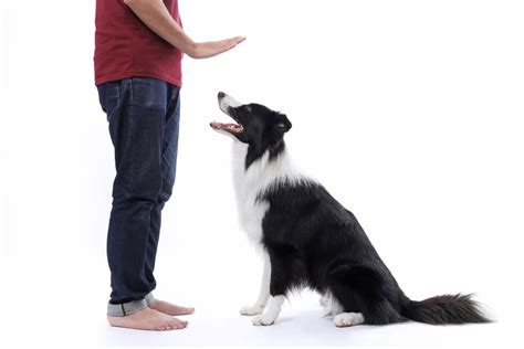 Image result for Wait Hand Signal for Dogs