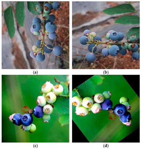 A Blueberry Maturity Detection Method Integrating Attention-Driven ...
