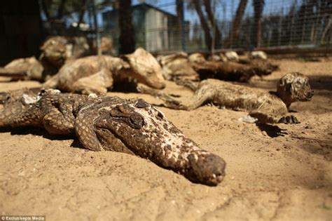 Inside The World's Worst Zoos - Where Animals Were Starved To Death And ...