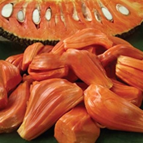 Sindoor Jackfruit Grafted Live Plant (Home & Garden) – Hug A Plant