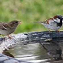 Buy The Birds Company Premium Seed Blend of 9 Grains & Nuts, Bird ...