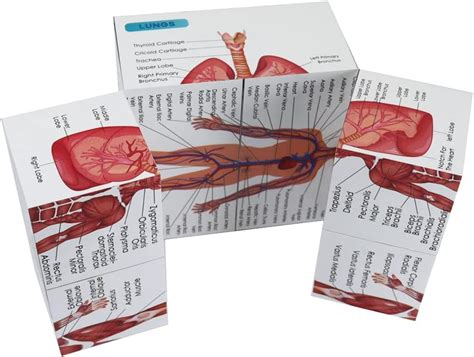 Kaitnax Anatomy Poster Set for Medical Students - 9 Parts: India | Ubuy