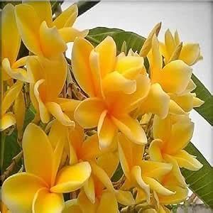 ALL TIME Plumeria Pudica,White Chapa Nag Champa Flower Healthy plant ...