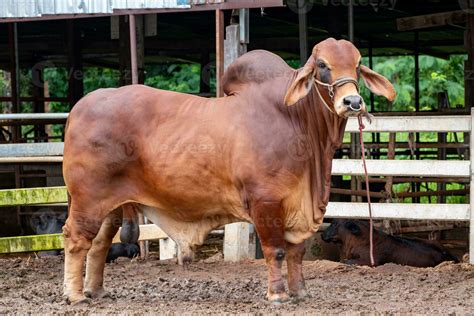 Red Brahman Bull