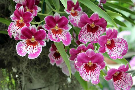 Species Of Orchids