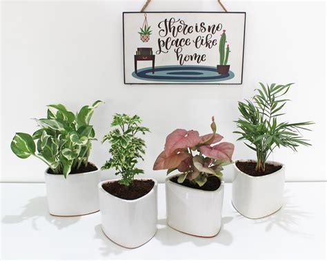 Rolling Nature Combo of 4 Indoor Plants for Living Room Njoy Money ...