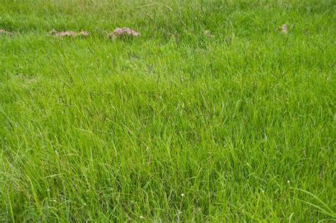 Pensacola Bahia Grass vs. Argentine - A-Z Animals