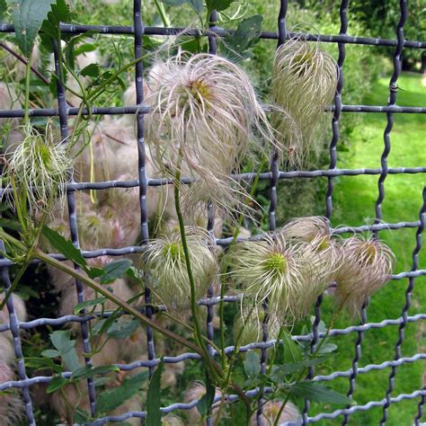 Old Man's Beard / Traveller's Joy (Clematis vitalba) seeds