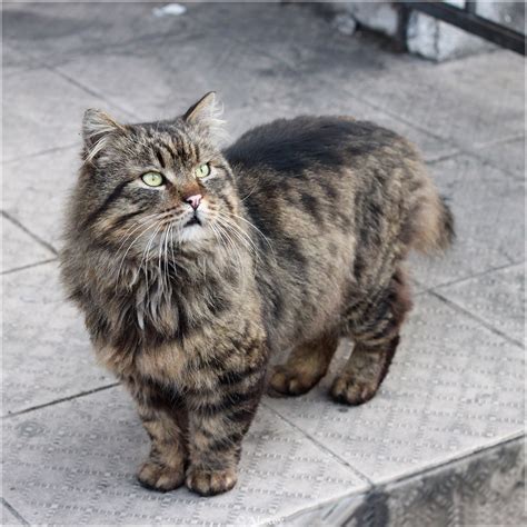 Crisis: Long haired tabby