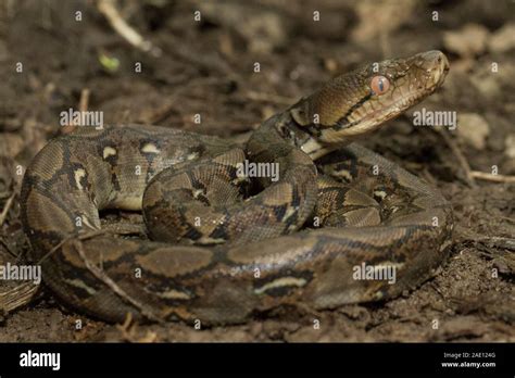 Image result for Baby Reticulated Python