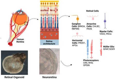 Retinal Organoids: Innovative Tools for Understanding Retinal ...