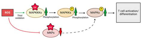 Unraveling the Role of Reactive Oxygen Species in T Lymphocyte Signaling