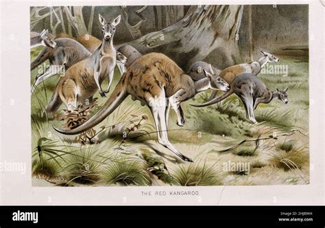 Image result for Kangaroo Evolution Tree