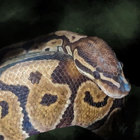 Cool Ball Python Setups 的图像结果