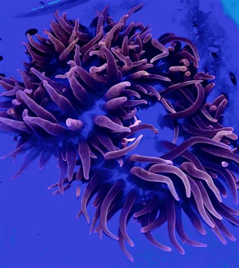 Black Rose Widow Anemone