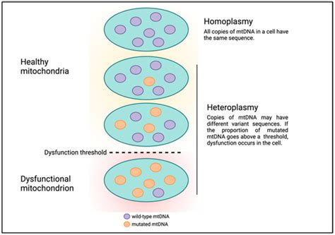 Unlocking the Complexity of Mitochondrial DNA: A Key to Understanding ...