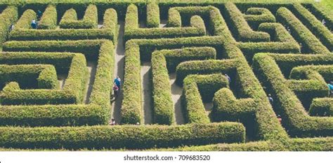 Image result for Java Tree Maze