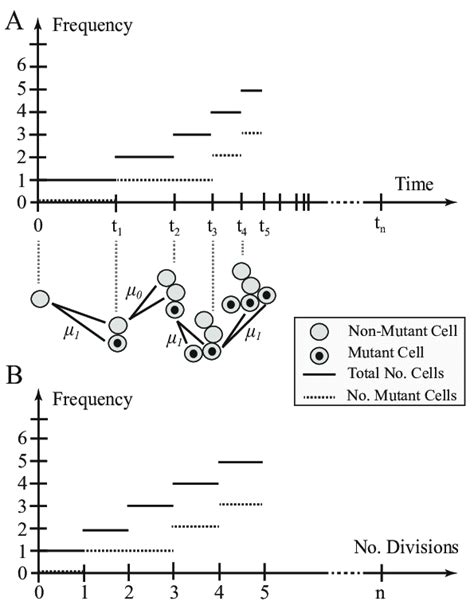 Image result for Branching Process Examples Find MU