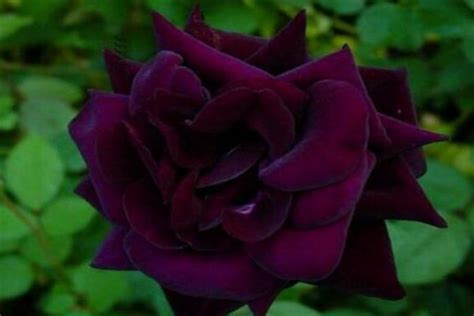 路易十四玫瑰-月季品种-藤本月季网