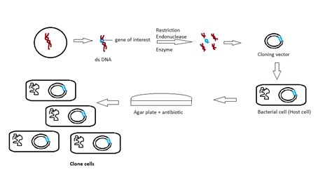 Cloning 的图像结果