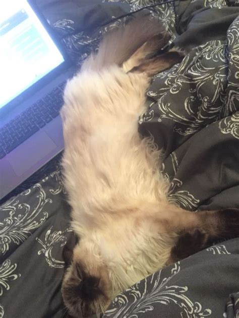 Corpse Bride Emily X Male Reader 的图像结果