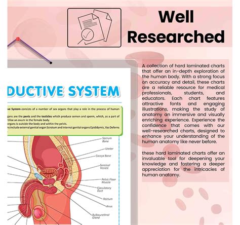 MALE REPRODUCTIVE SYSTEM CHART | Unveiling the Male Reproductive System ...