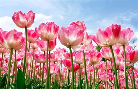 Image result for Flower Pot Card Tutorial