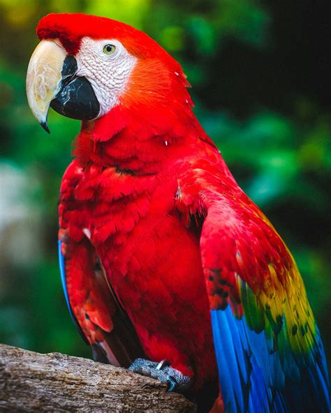 How Much is a Talking Parrot? - Birds E-Pedia