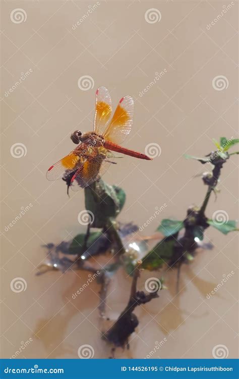 Orange Dragonfly Sticking To the Branches in the Canal Stock Image - Image of pond, reflection ...