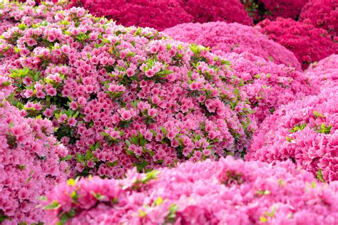How to Prune Azaleas to Keep Them Blooming