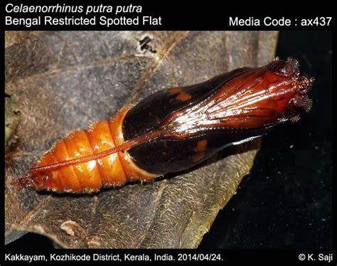 Celaenorrhinus putra | Butterfly