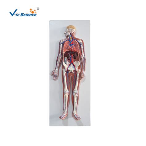 Image result for Blood Circulation Model