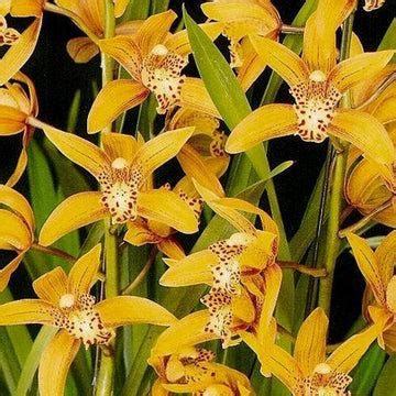 Buy Cymbidium Orchids Online India | Cymbidium Orchid Plants | Orchid ...