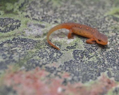 Spring Peepers & 3 simple steps to getting kids excited about nature ...