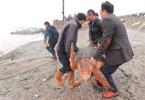 渔民捕到一只黄金海龟，商人出一万收购，渔民却拒绝商人反而放生|捕鱼|海龟|渔民_新浪新闻