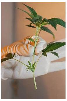 hanf stecklinge machen hanfstecklinge cannabis klone irierebel hanf stecklinge machen hanfstecklinge cannabis klone irierebel