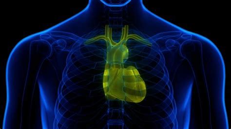 Image result for Full Animation On Heart Function